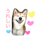 柴犬のコタロー(挨拶と気持ち)（個別スタンプ：7）