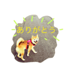 柴犬のコタロー(挨拶と気持ち)（個別スタンプ：8）