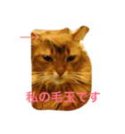 M家ペットズ（個別スタンプ：2）