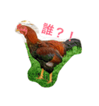 M家ペットズ（個別スタンプ：4）