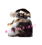 M家ペットズ（個別スタンプ：5）