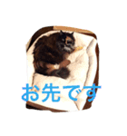 M家ペットズ（個別スタンプ：6）
