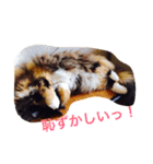 M家ペットズ（個別スタンプ：7）