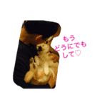 M家ペットズ（個別スタンプ：8）