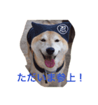 M家ペットズ（個別スタンプ：9）