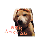 M家ペットズ（個別スタンプ：13）