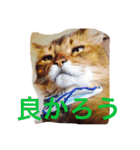 M家ペットズ（個別スタンプ：14）