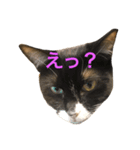 くろみつとむぎお（個別スタンプ：4）