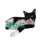 くろみつとむぎお（個別スタンプ：6）