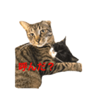 くろみつとむぎお（個別スタンプ：8）