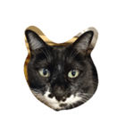 ねーこ様（個別スタンプ：1）