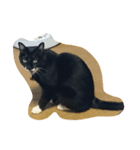 ねーこ様（個別スタンプ：3）