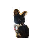 ねーこ様（個別スタンプ：4）