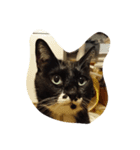 ねーこ様（個別スタンプ：5）