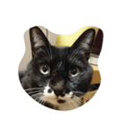 ねーこ様（個別スタンプ：8）