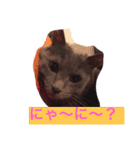 癒し系猫ちゃん（個別スタンプ：1）