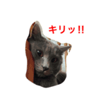 癒し系猫ちゃん（個別スタンプ：2）