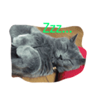 癒し系猫ちゃん（個別スタンプ：3）
