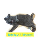 癒し系猫ちゃん（個別スタンプ：5）