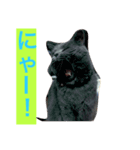 癒し系猫ちゃん（個別スタンプ：7）