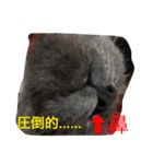 癒し系猫ちゃん（個別スタンプ：8）