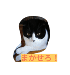 @ハチワレさん（個別スタンプ：2）