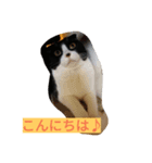 @ハチワレさん（個別スタンプ：4）