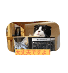 @ハチワレさん（個別スタンプ：6）