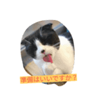 @ハチワレさん（個別スタンプ：7）