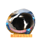 @ハチワレさん（個別スタンプ：8）