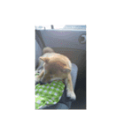 柴犬？（個別スタンプ：1）