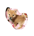 柴犬？（個別スタンプ：2）