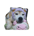 柴犬？（個別スタンプ：3）