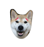 柴犬？（個別スタンプ：4）