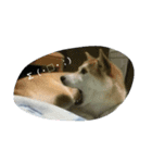 柴犬？（個別スタンプ：5）