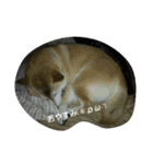 柴犬？（個別スタンプ：6）