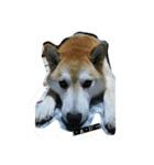 柴犬？（個別スタンプ：8）