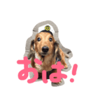 ぷりんくんの写真スタンプ（個別スタンプ：1）