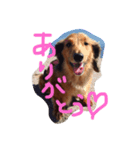 ぷりんくんの写真スタンプ（個別スタンプ：2）