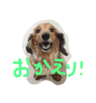 ぷりんくんの写真スタンプ（個別スタンプ：5）