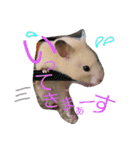 キンクマハムスターのkimochiすたんぷ2（個別スタンプ：1）