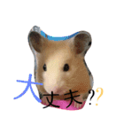 キンクマハムスターのkimochiすたんぷ2（個別スタンプ：11）