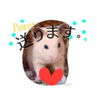 キンクマハムスターのkimochiすたんぷ2（個別スタンプ：12）