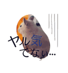キンクマハムスターのkimochiすたんぷ2（個別スタンプ：16）
