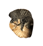 上間家の猫たち（個別スタンプ：2）