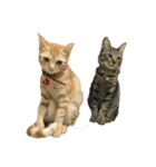 上間家の猫たち（個別スタンプ：3）