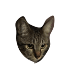 上間家の猫たち（個別スタンプ：4）
