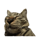 上間家の猫たち（個別スタンプ：6）