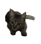 上間家の猫たち（個別スタンプ：7）