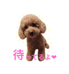 トイプードル あみぃ（個別スタンプ：4）